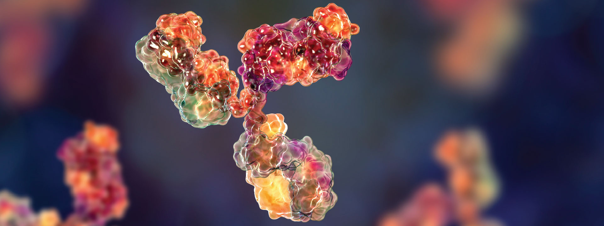 Primary antibodies - immunoglobulins model