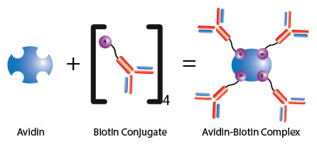 The Avidin-Biotin Complex Process