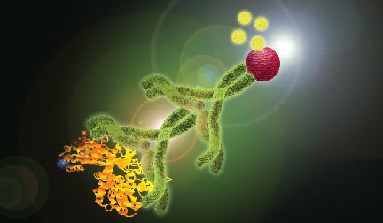 molecular model of second step reagent, protein, and antibody