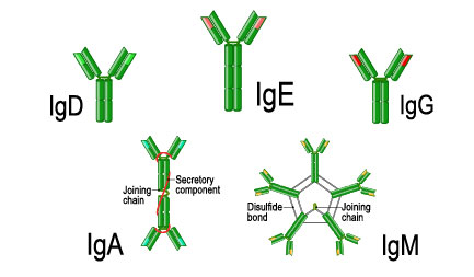 Immunoglobulin - IgG, IgE, IgM, IgD, IgA