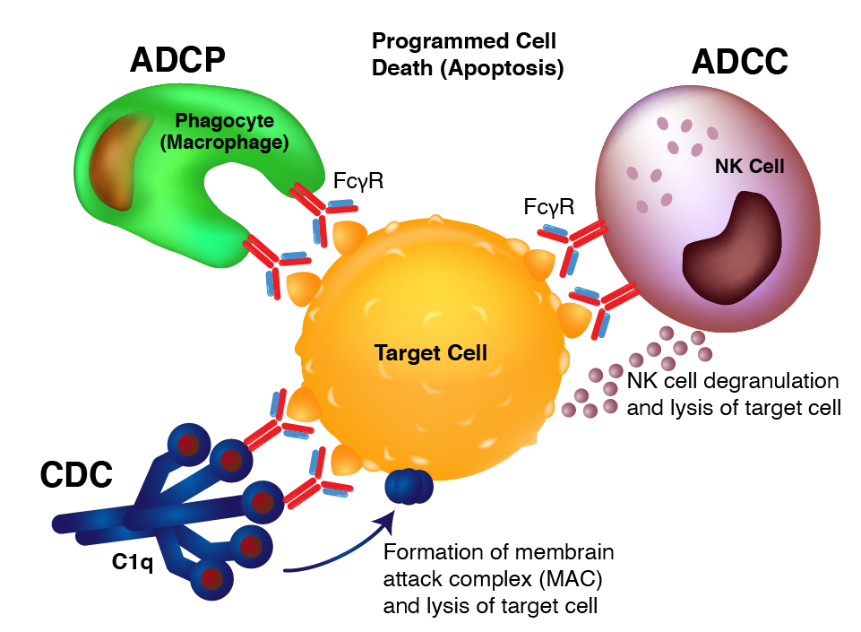 Biosimilar Recombinant Antibodies - ADCC, ADCP, CDC illustration