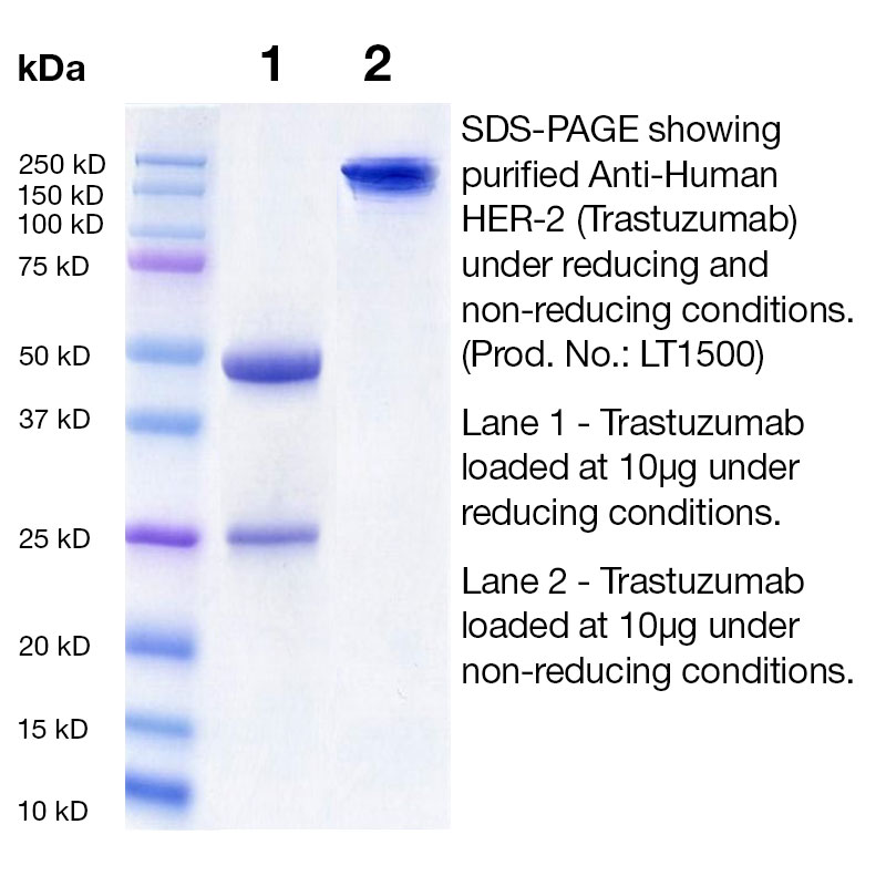 Trastuzumab SDS Gel