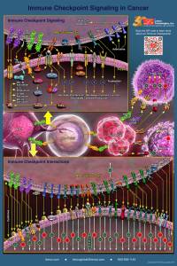 Immune Checkpoint Signaling Pathways in Cancer